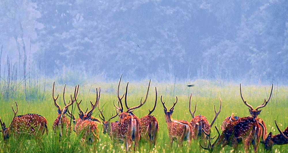 पर्यटकका लागि आकर्षक गन्तव्य शुक्लाफाँटा