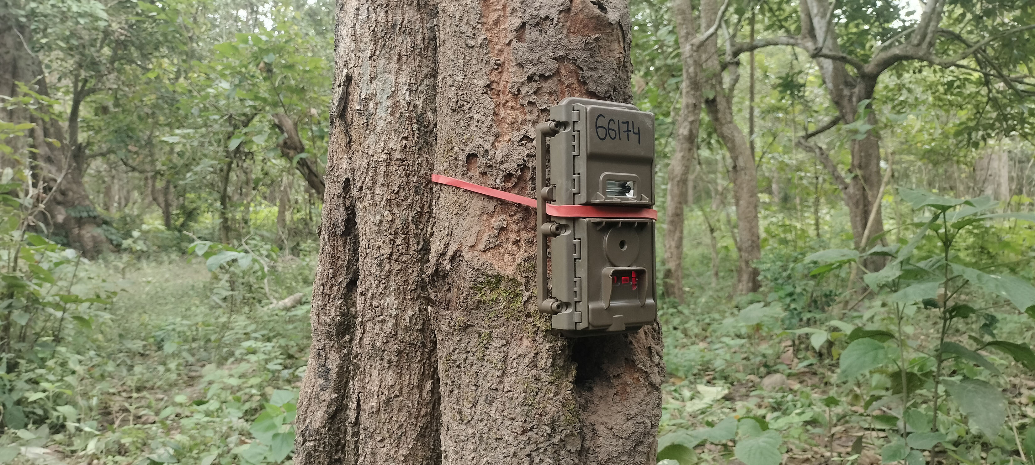 बाघ गणनाका लागि राखिएका क्यामेरा