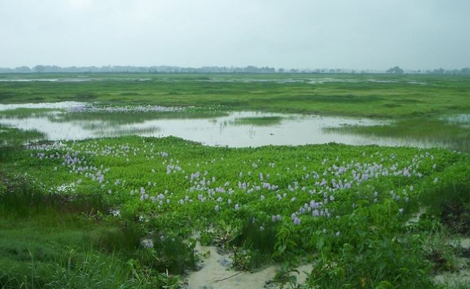 अत्यधिक दोहनले सङ्कटमा सिमसार