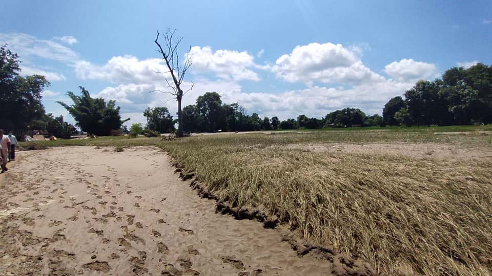 कटैनीको बाढीले धान बालीमा क्षति