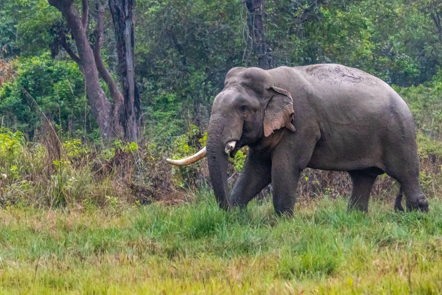 मकवानपुरमा हात्तीको आक्रमणबाट एकजनाको मृत्यु