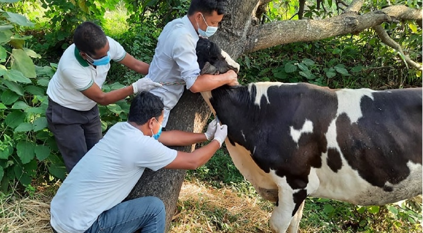 कैलालीमा पशुचौपायालाई विभिन्न रोगविरुद्धको खोप