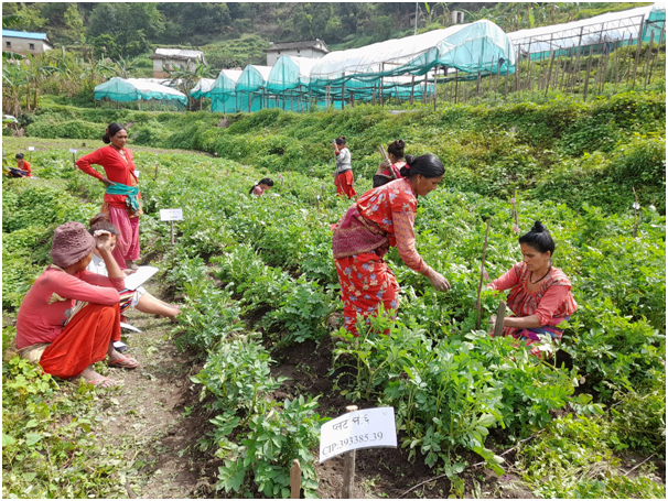 तरकारी खेतीबाट मनग्य आम्दानी गर्दै जोरायलका किसान