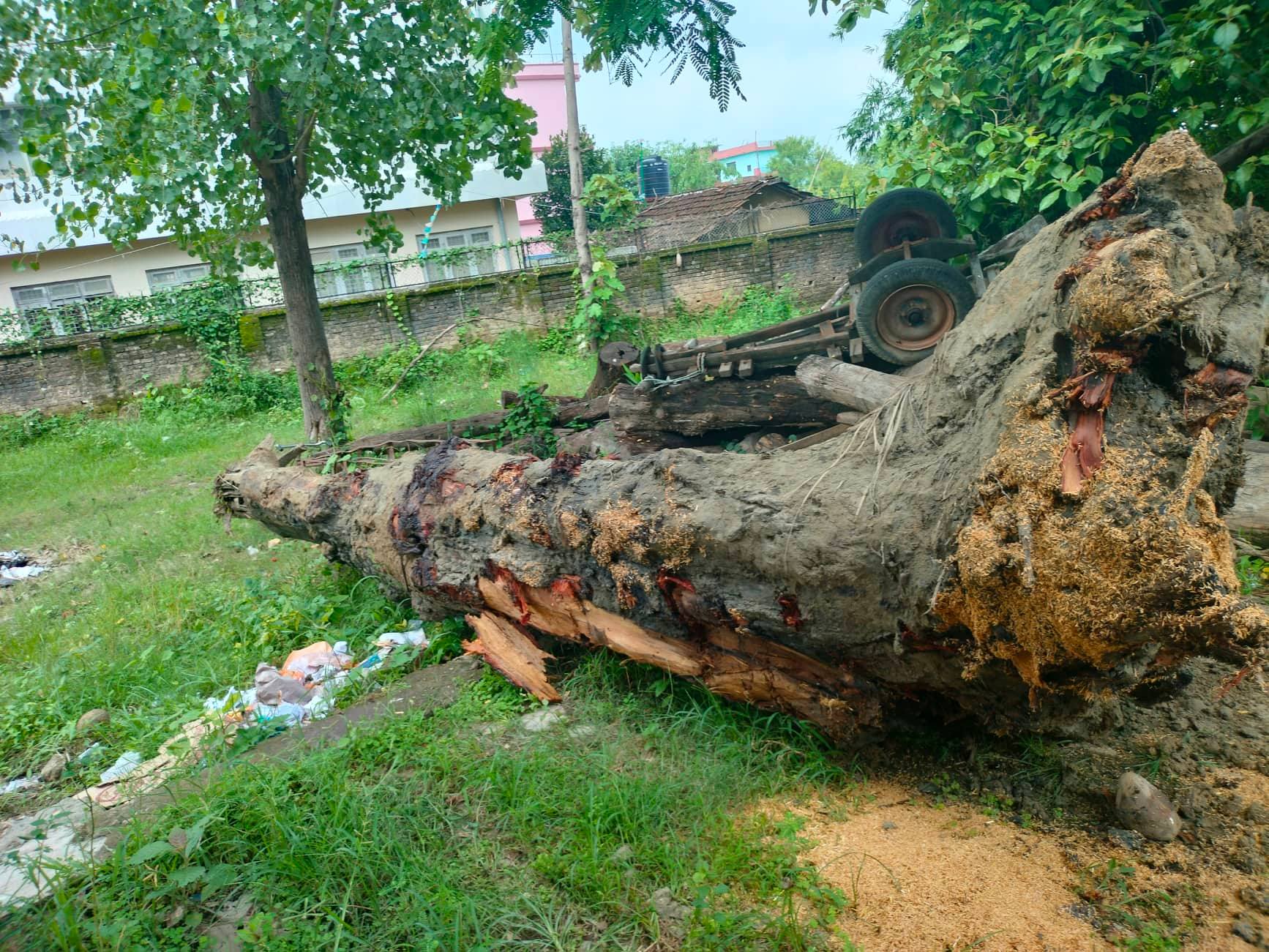 कैलालीमा एक व्यवसायीको जग्गामा गाडिएको अवस्थामा अवैध काठ फेला