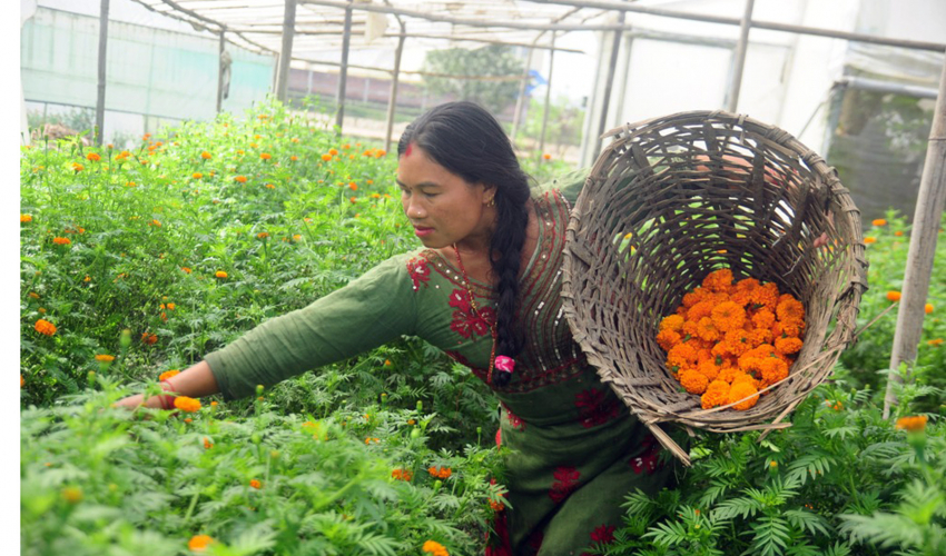 तिहार नजिकिएसँगै माला उन्न व्यस्त वनमाला टोलका बासिन्दा