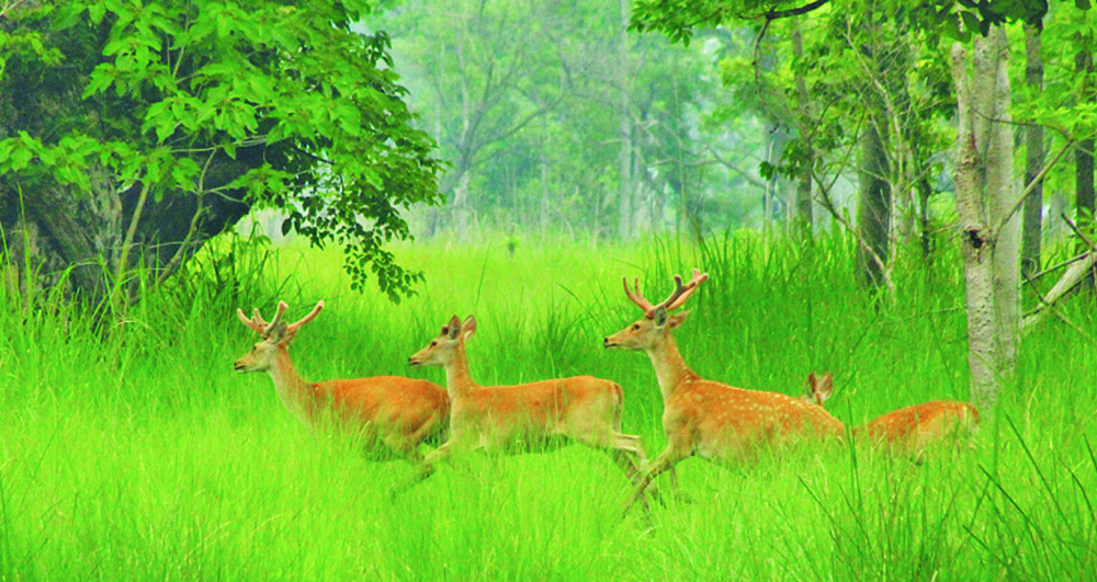 शुक्लाफाँटाको घाँसे मैदान व्यवस्थित गरिँदै