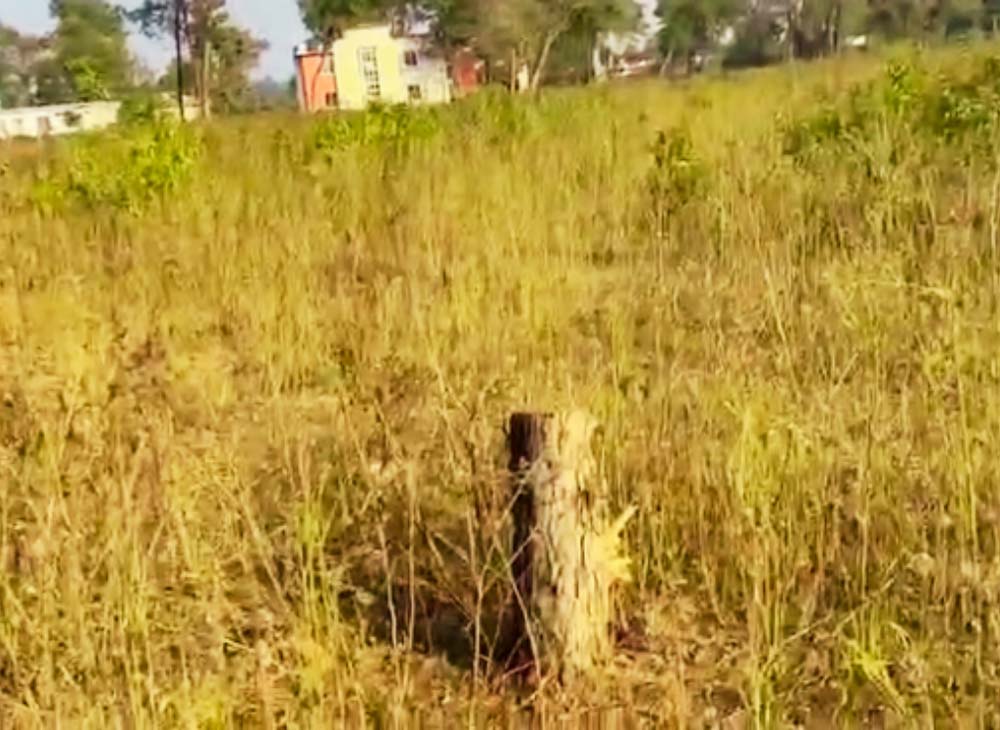 दिउँसै एक सय उनन्चालिस रुख गायब