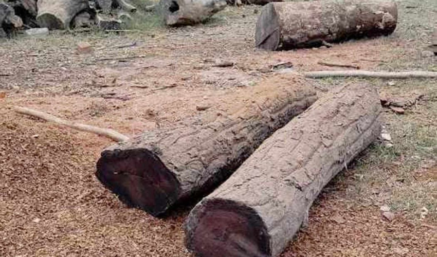 कञ्चनपुरको बेलौरीमा अवैध साल काठसहित एक जना नियन्त्रणमा