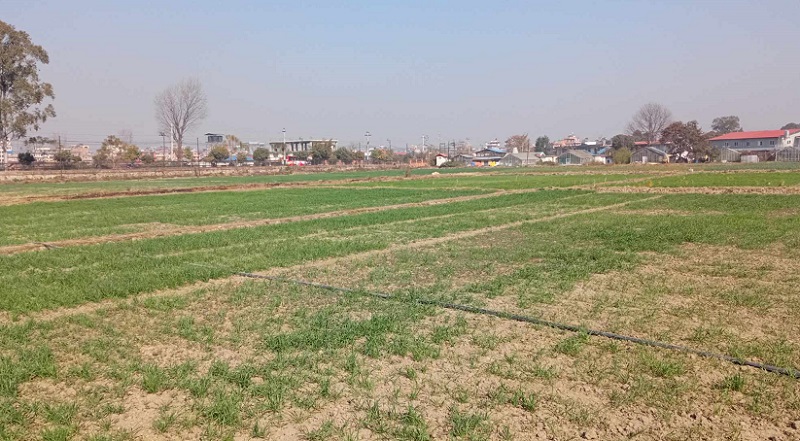 घरजग्गा कारोबारबाट माघ महिनामा ५ अर्ब रुपैयाँ राजस्व सङ्कलन